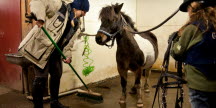 Ponny, hästlärare och flicka i stall