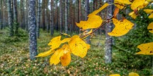 En tallskog i höstskrud. I förgrunden syns gulnade löv. 