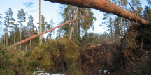 Stormfälld skog