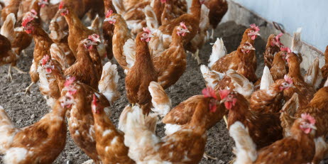 Närbild på ett 30-tal brun- och vitfläckiga höns.