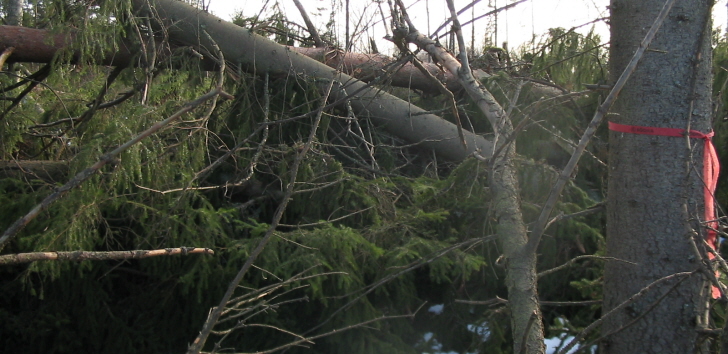 Stormfälld skog