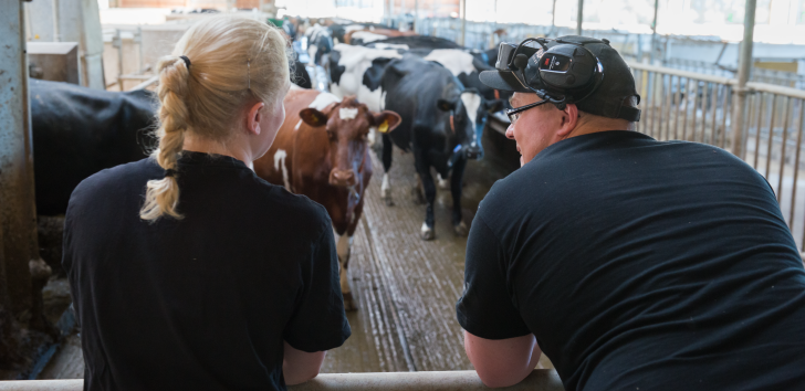 A man and a woman talking in front of a herd of cows