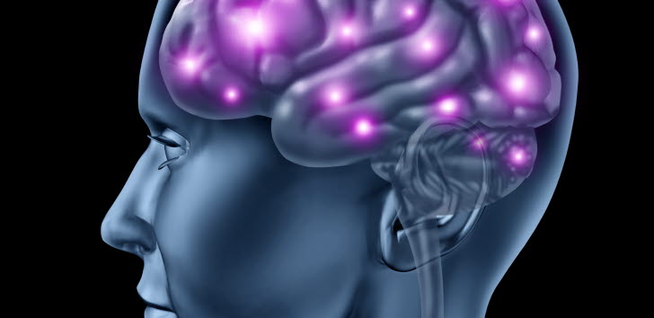 Illustration som visar den mänskliga hjärnan