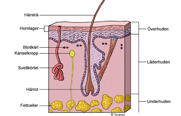 Illustration på hudlager.