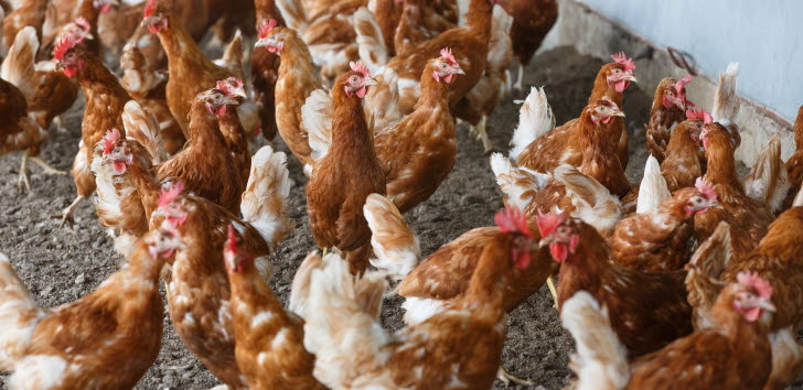 Närbild på ett 30-tal brun- och vitfläckiga höns.