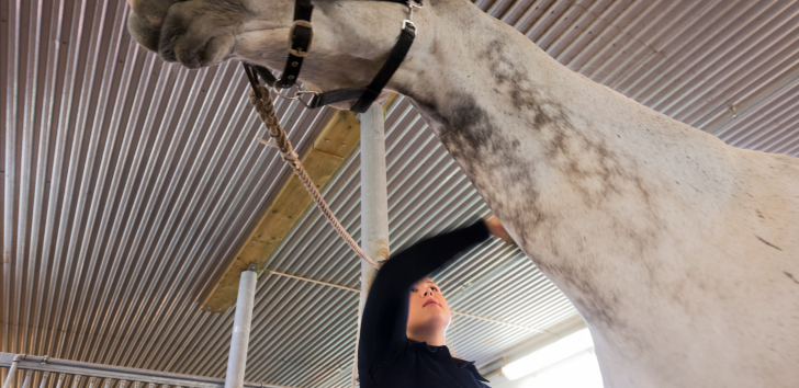 Horse being pampered by woman