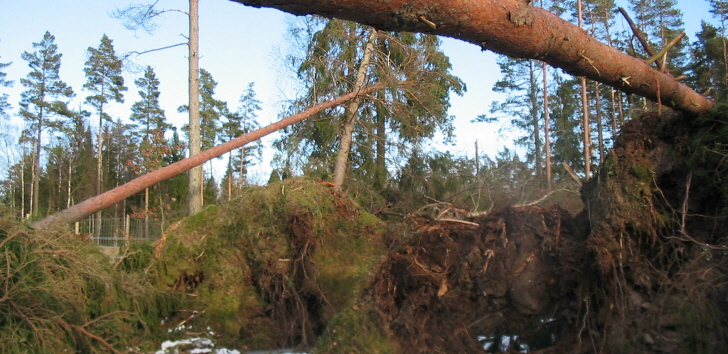 Stormfälld skog